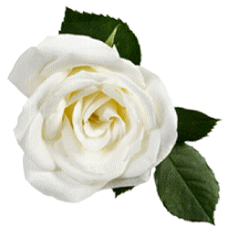 White Rose